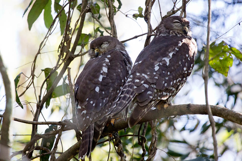 Barking Owl (Ninox connivens)